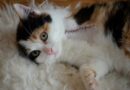 chat handicapé