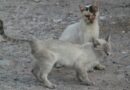 chat maigre