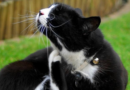 chat qui s'arrache les poils