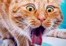 chat qui vomit