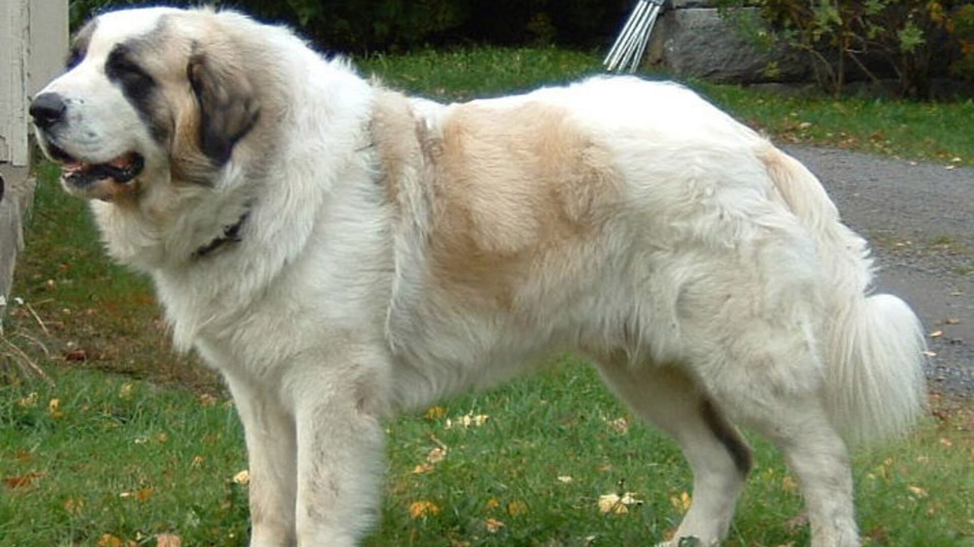 chien Mâtin des Pyrénées