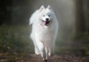 chien blanc