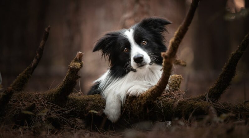 chien noir et blanc