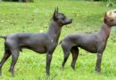 chien sans poils