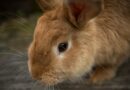 coccidiose lapin