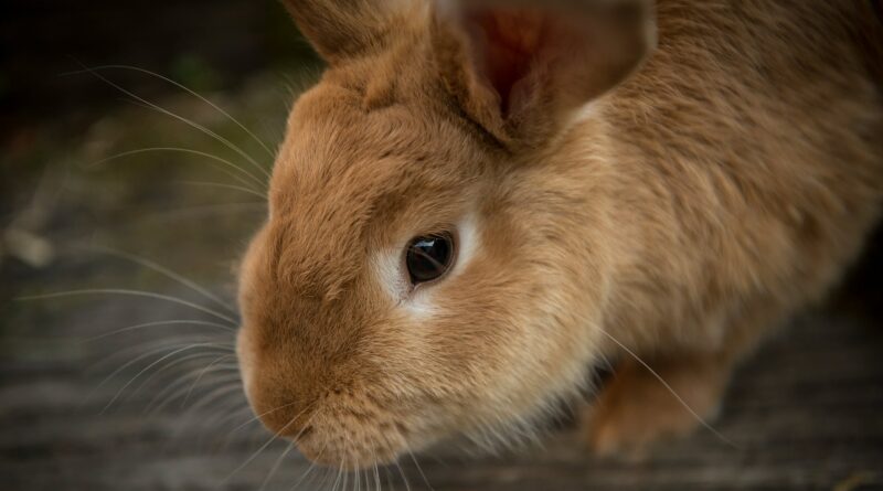 coccidiose lapin