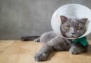 collerette pour chat