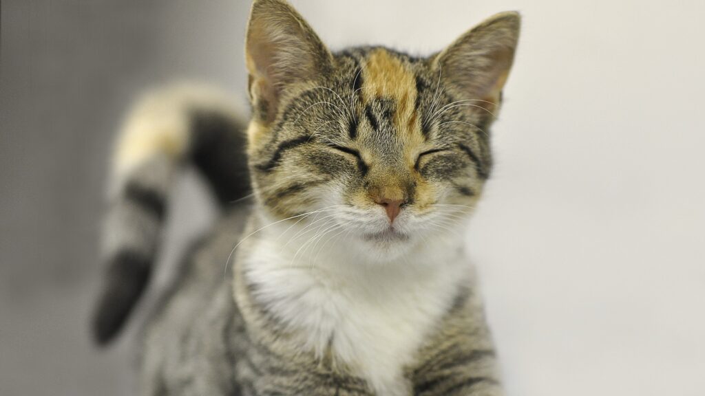 bien-être chat handicapé