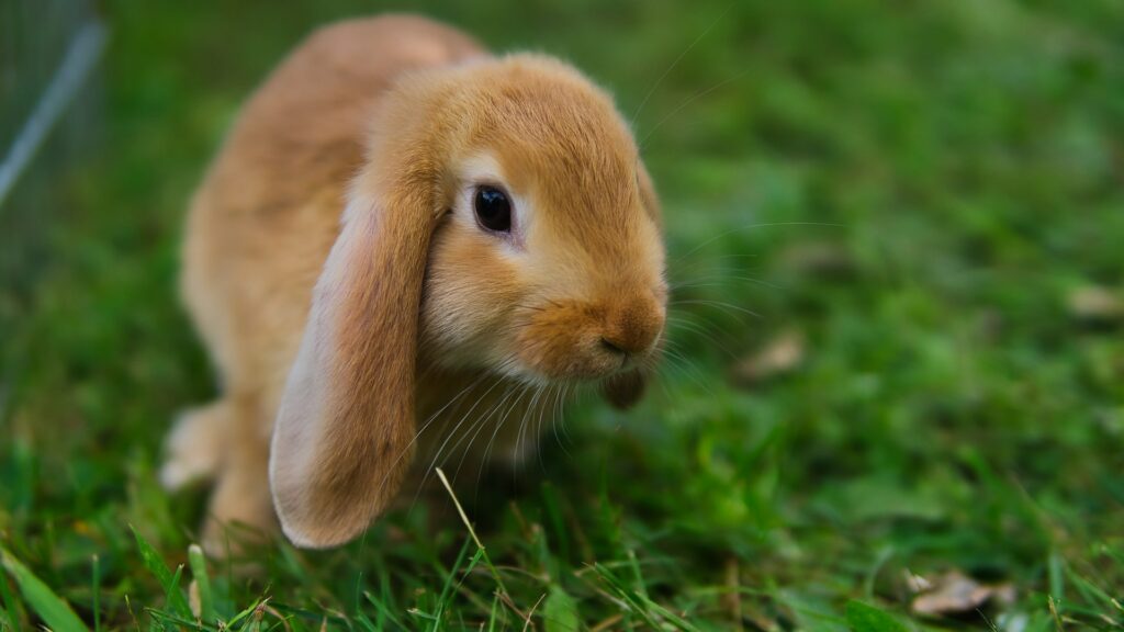 connaitre la durée de vie d'un lapin