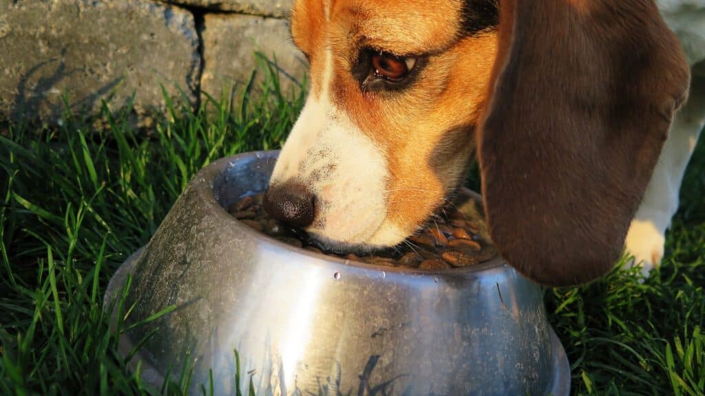 connaitre ration ménagère du chien