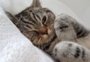 contraceptifs pour chat