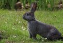 cris du lapin