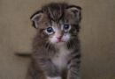 croissance du chaton