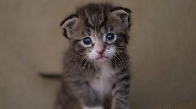 croissance du chaton