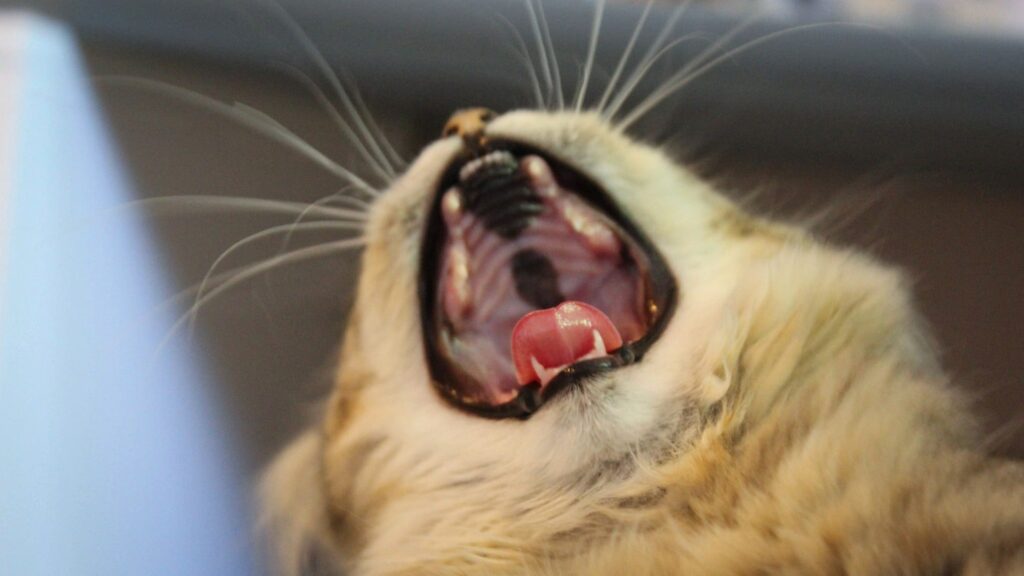 dents de lait du chat