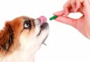 donner de l'Harpagophytum pour chien