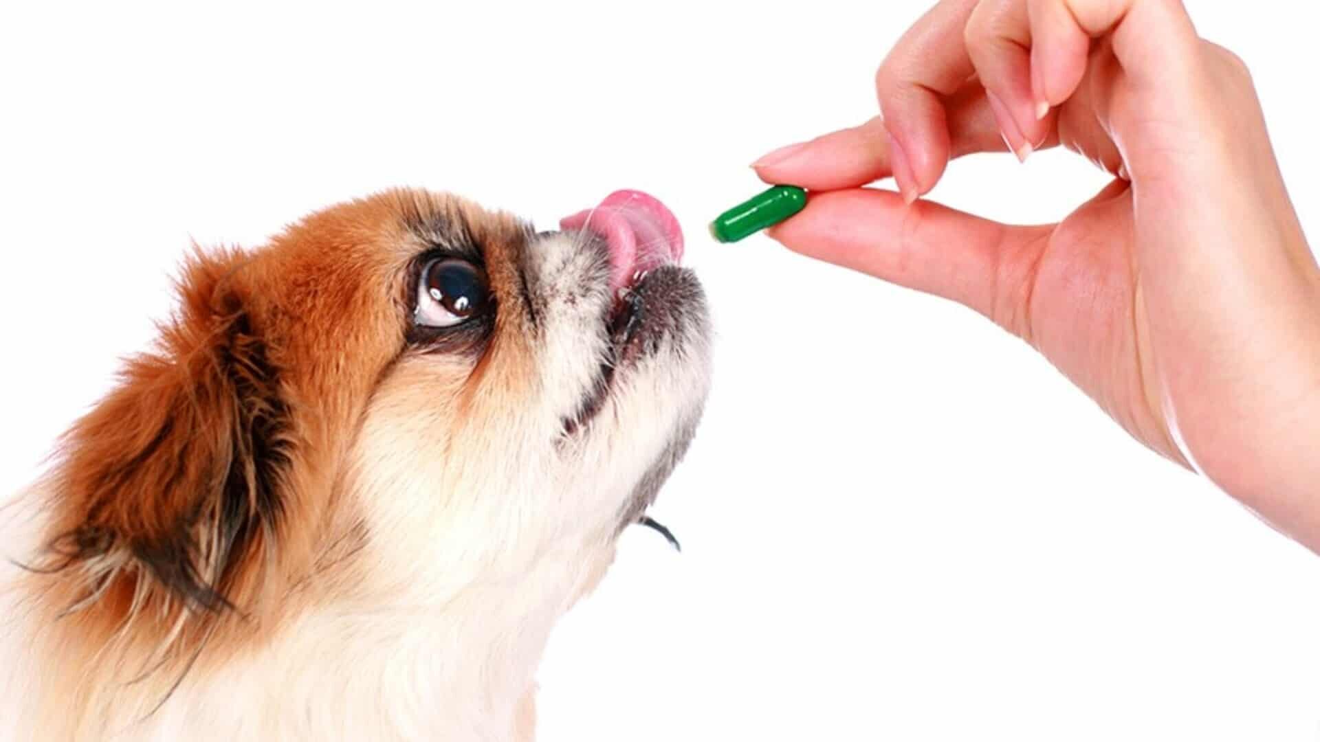Harpagophytum pour chien : c'est quoi ? Pour quelles utilisations ?