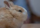 durée de vie d'un lapin