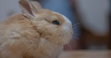 durée de vie d'un lapin