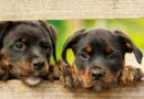 élevage de chiens
