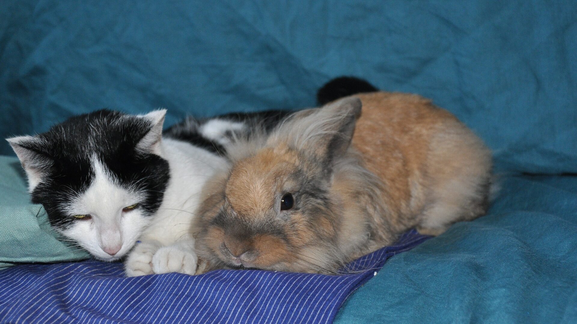 Chat et lapin : comment les faire cohabiter