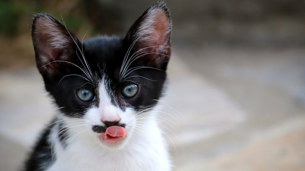 étapes de roissance du chaton