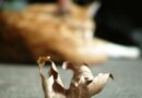 euthanasier un chat