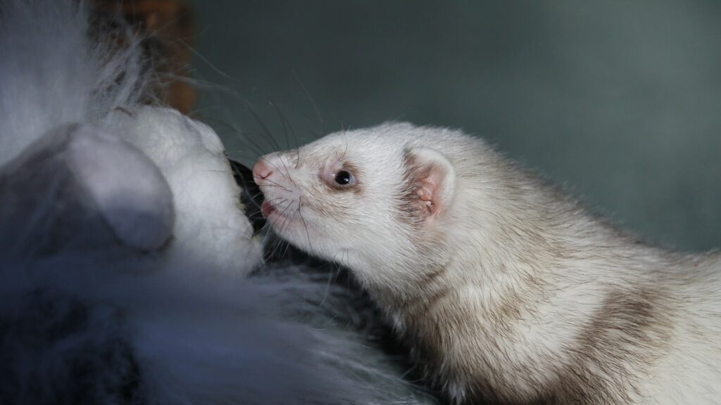 furet domestique