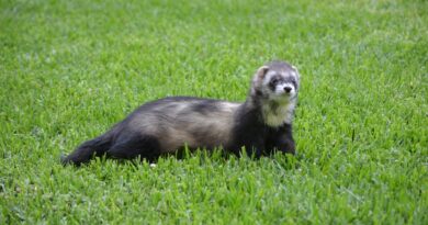 furet sauvage