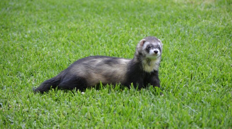 furet sauvage