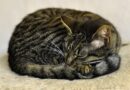 garde de chat à domicile