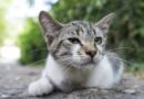 gastro chat