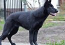 grand chien noir
