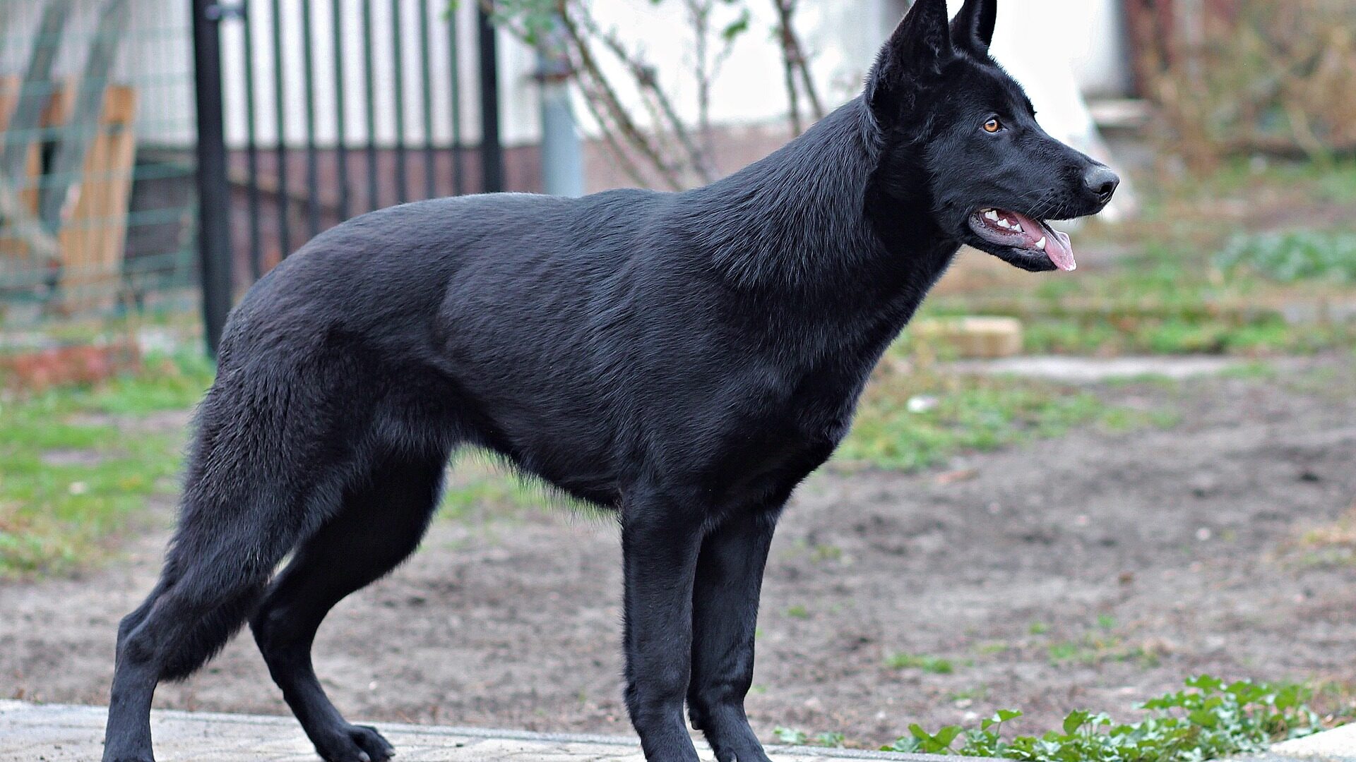 Grand chien noir : notre top 8