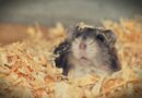 Le hamster : ce qu’il faut savoir avant d’en adopter un