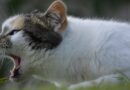 hoquet du chat