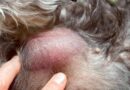 lipome chien