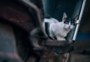 maladie de Lyme chez le chat