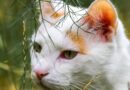 oreilles du chat
