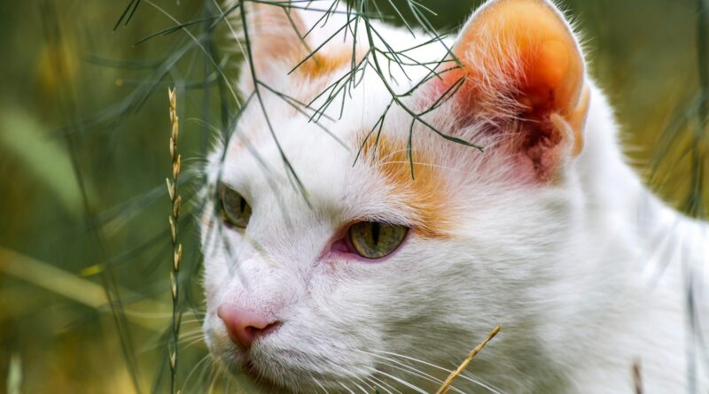 oreilles du chat