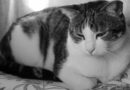 pancréatite chat