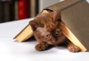 pension pour chat
