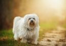 petit chien blanc