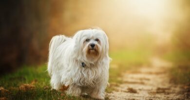 petit chien blanc