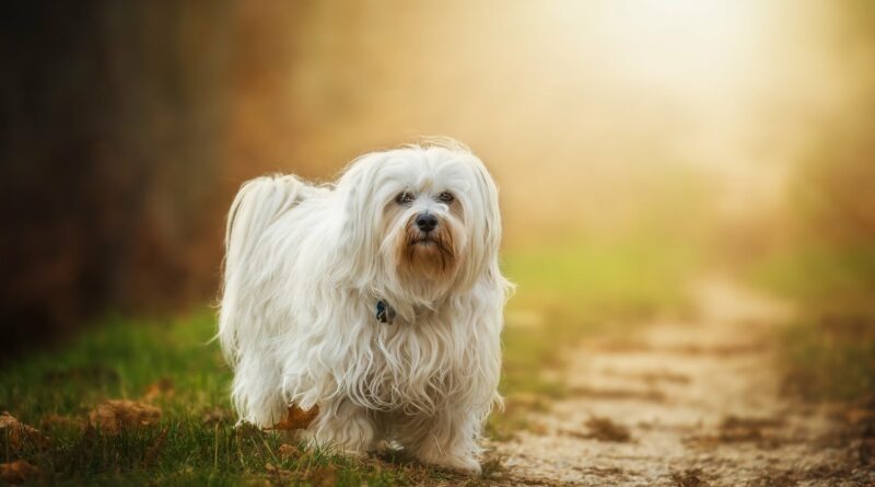 petit chien blanc