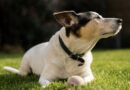 petit chien de chasse