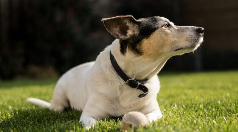 petit chien de chasse