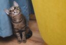 phéromones du chat
