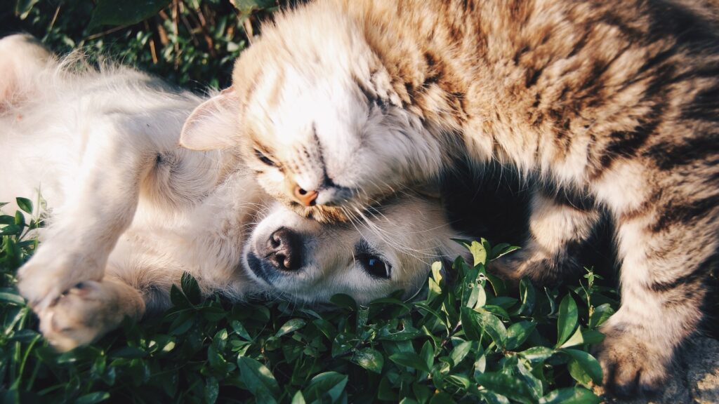 phéromones du chat naturelles