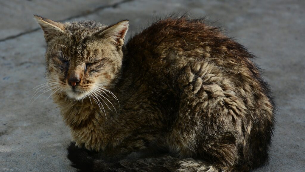 quand euthanasier un chat